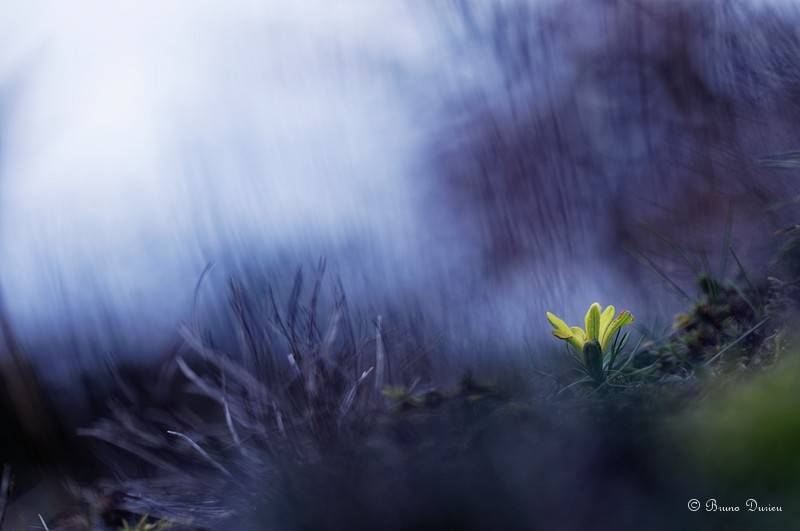 Flore