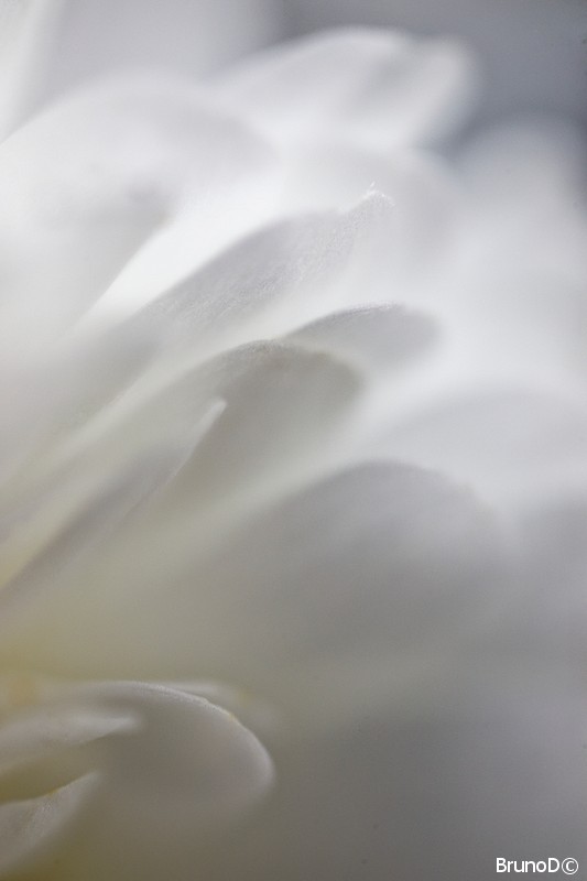 Macrophotographie